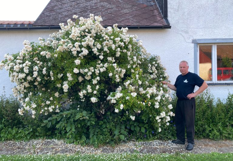årets österlenros 2025. Rickard Fransson vid rosen som hans farmor planterade på 1940-talet.