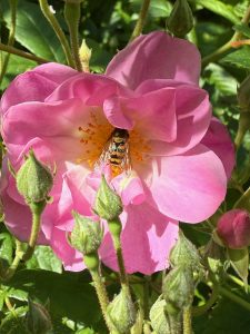 Rosvandring Killahuset Apple Blossom
