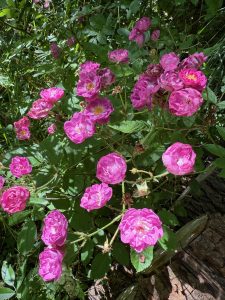 Rosvandring Killahuset 'Gruss an Breinegg'