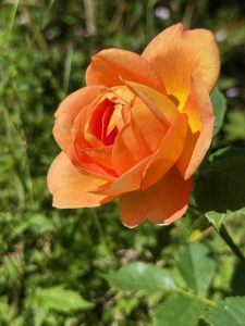 Rosvandring Killahuset Lady of Shalott