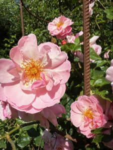 Rosvandring Killahuset Lavender Dream