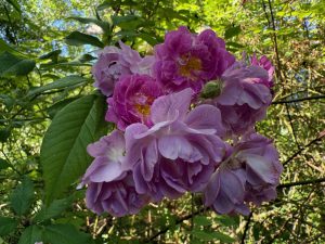 Rosvandring Killahuset Mannington Mauve