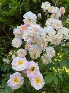 Rosvandring Killahuset Paul's Himalayan Musk