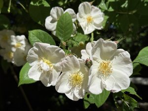 Rosvandring Killahuset Rosa Dupontii