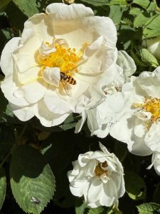 Rosvandring Killahuset Rosa alba Suaveolens