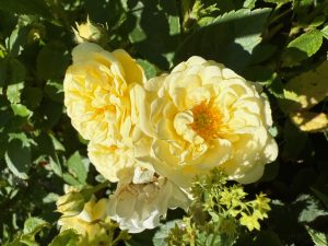 Rosvandring Killahuset Summer with Jyoti