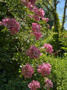 Rosvandring Killahuset Valdemar