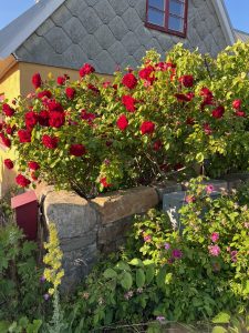 Skånes färger röda rosor är vackert mot gult hus 8639