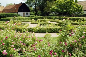 Rosfest i Bergengrenska trädgården